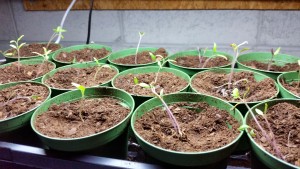 Tomato Seedlings